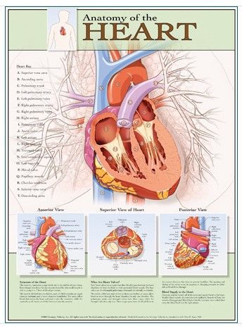 Chart of the Anatomy of the Heart