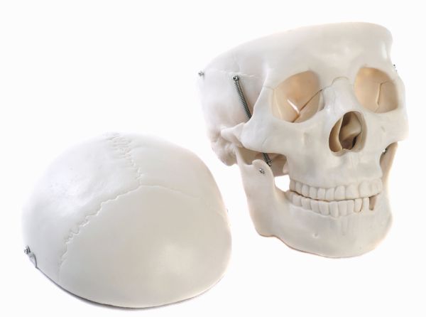 Plastic Model Skull