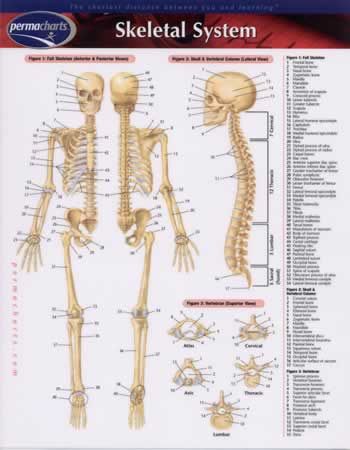 Chart of the Human Skeletal System