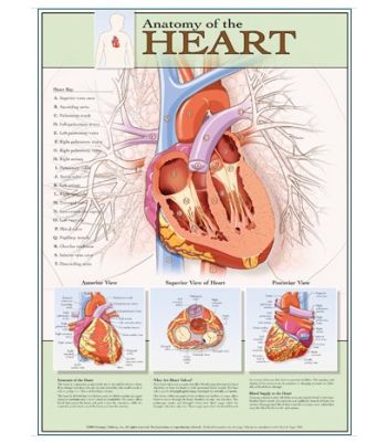 Chart of the Anatomy of the Heart