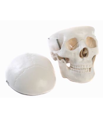 Plastic Model Skull