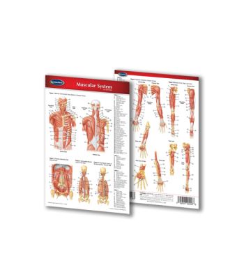 Chart of the Muscular System