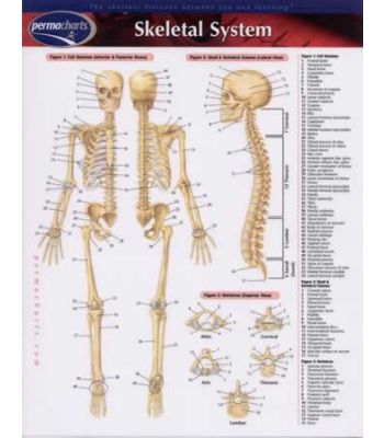 Chart of the Human Skeletal System